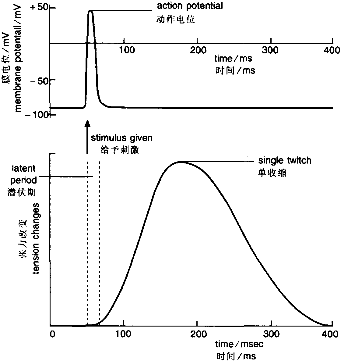 action potential